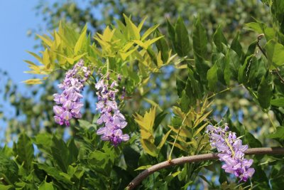 Wisteria floribunda - visterie květnantá - květenství a listy